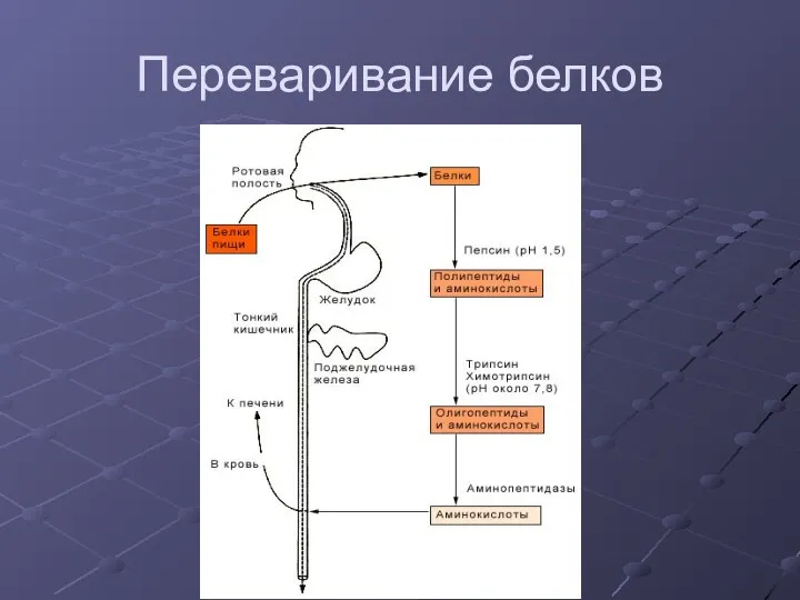 Переваривание белков