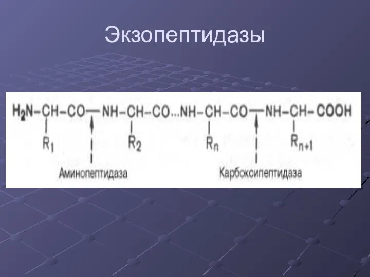 Экзопептидазы