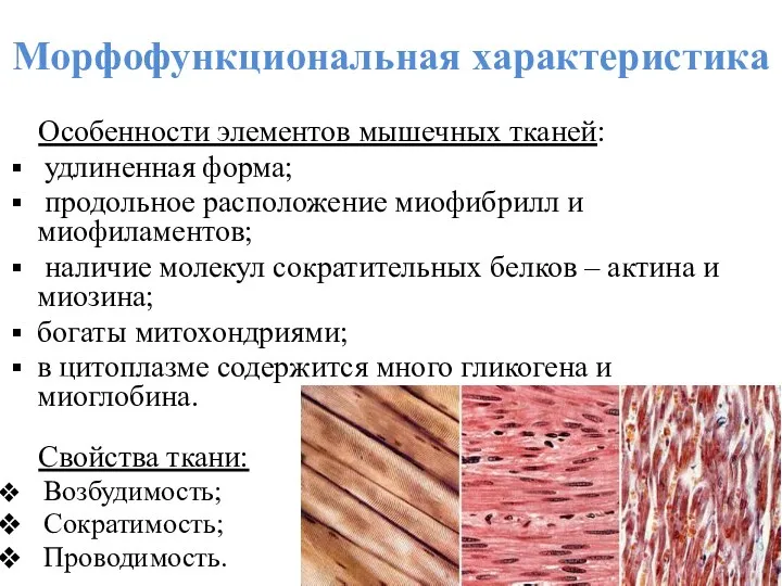Морфофункциональная характеристика Особенности элементов мышечных тканей: удлиненная форма; продольное расположение