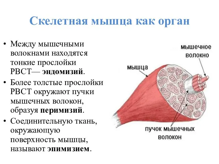 Скелетная мышца как орган Между мышечными волокнами находятся тонкие прослойки