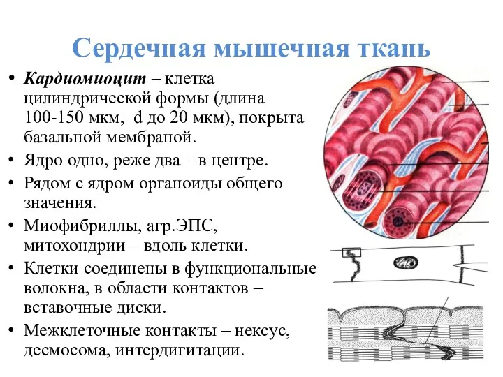 Сердечная мышечная ткань Кардиомиоцит – клетка цилиндрической формы (длина 100-150