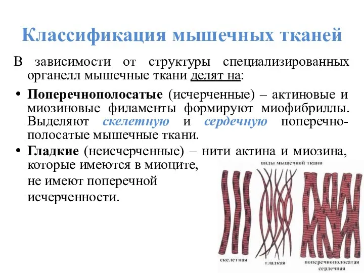 Классификация мышечных тканей В зависимости от структуры специализированных органелл мышечные