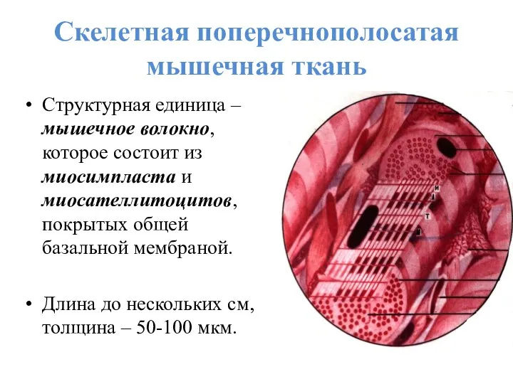 Скелетная поперечнополосатая мышечная ткань Структурная единица – мышечное волокно, которое