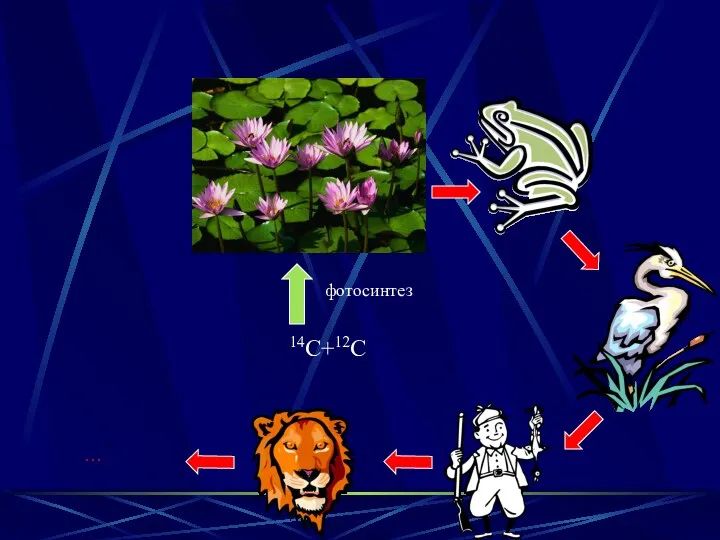 14С+12С фотосинтез …