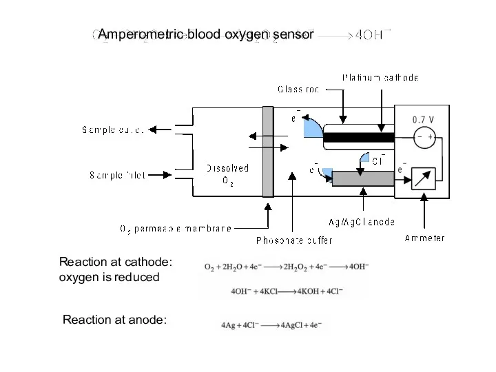 Amperometric blood oxygen sensor Reaction at anode: Reaction at cathode: oxygen is reduced