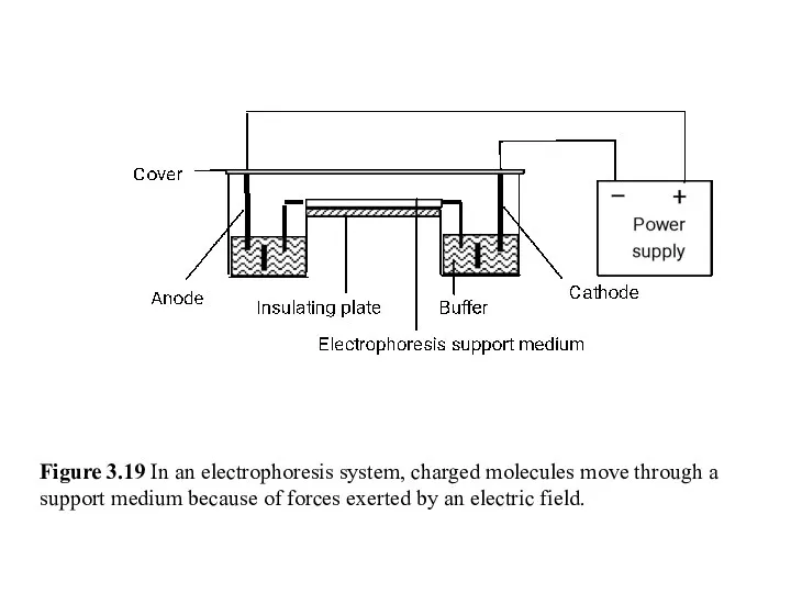 Figure 3.19 In an electrophoresis system, charged molecules move through a support medium