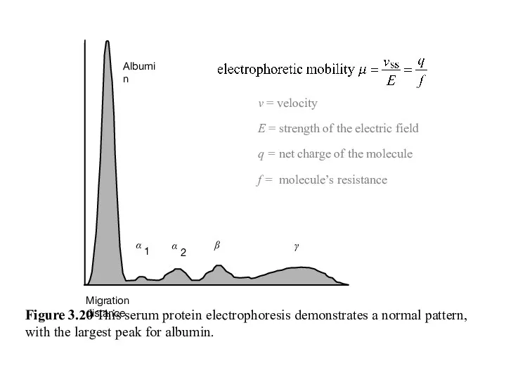 Figure 3.20 This serum protein electrophoresis demonstrates a normal pattern, with the largest