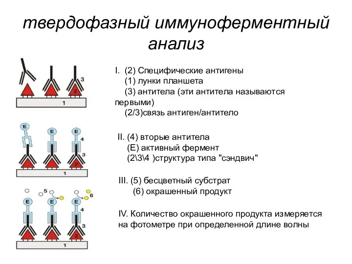 твердофазный иммуноферментный анализ I. (2) Специфические антигены (1) лунки планшета (3) антитела (эти