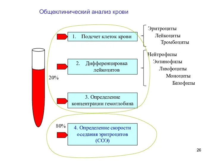 Общеклинический анализ крови Подсчет клеток крови 3. Определение концентрации гемоглобина Дифференцировка лейкоцитов Эритроциты