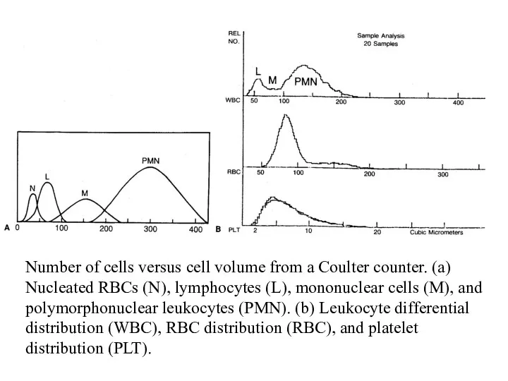 Number of cells versus cell volume from a Coulter counter. (a) Nucleated RBCs