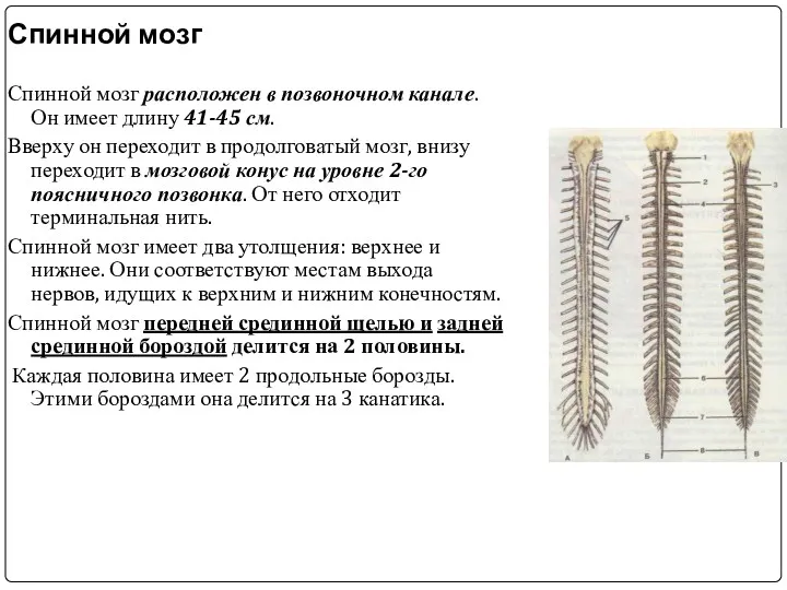 Спинной мозг Спинной мозг расположен в позвоночном канале. Он имеет