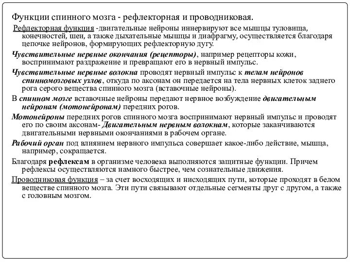 Функции спинного мозга - рефлекторная и проводниковая. Рефлекторная функция -двигательные