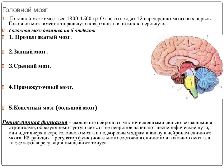 Головной мозг Головной мозг имеет вес 1300-1500 гр. От него