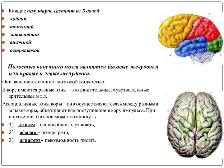 Каждое полушарие состоит из 5 долей: лобной теменной затылочной височной