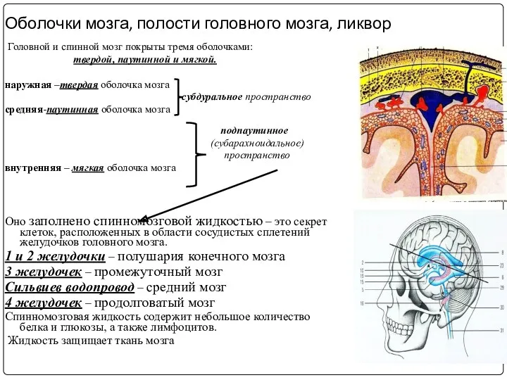 Оболочки мозга, полости головного мозга, ликвор Головной и спинной мозг