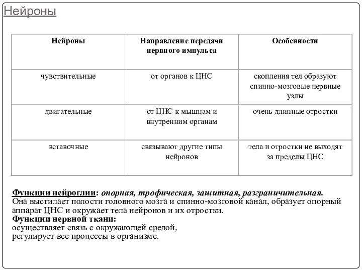 Нейроны Функции нейроглии: опорная, трофическая, защитная, разграничительная. Она выстилает полости