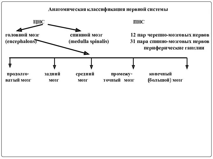 Анатомическая классификация нервной системы ЦНС ПНС головной мозг спинной мозг