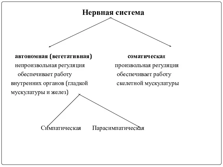 Нервная система автономная (вегетативная) соматическая непроизвольная регуляция произвольная регуляция обеспечивает