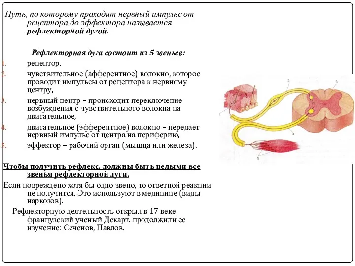 Путь, по которому проходит нервный импульс от рецептора до эффектора