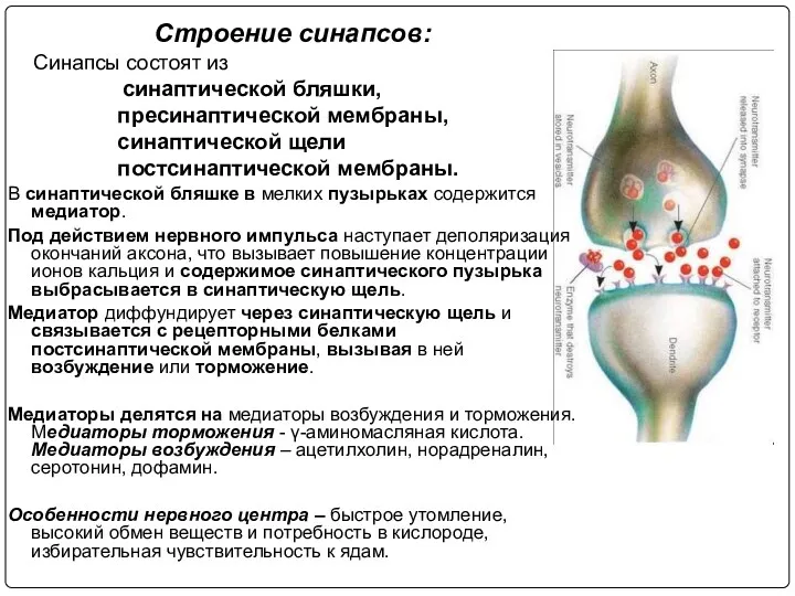 Строение синапсов: Синапсы состоят из синаптической бляшки, пресинаптической мембраны, синаптической