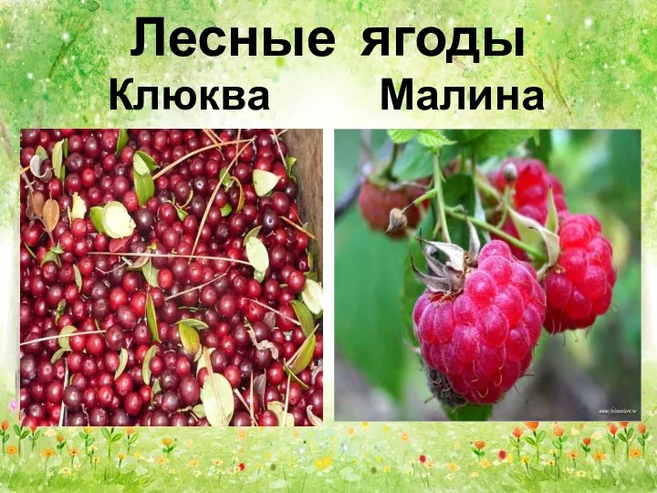 Лесные ягоды Клюква Малина