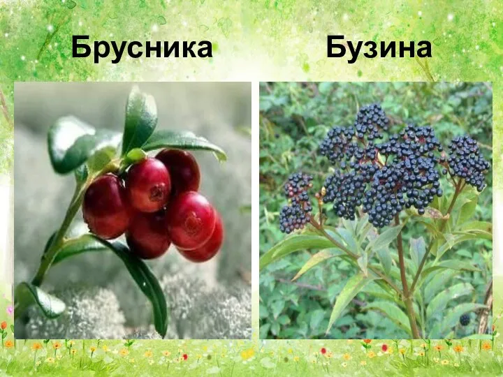 Брусника Бузина