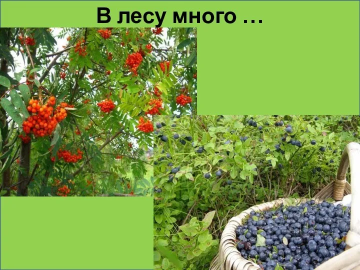 Какие ягоды остались? Почему? В лесу много …