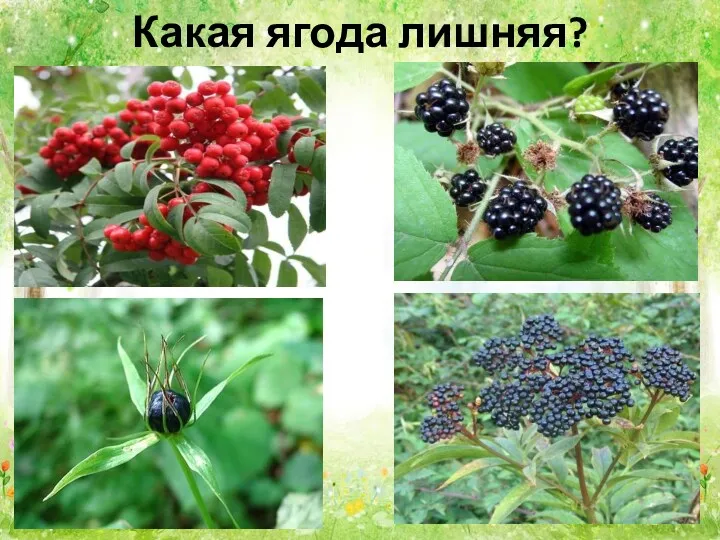 Какая ягода лишняя?