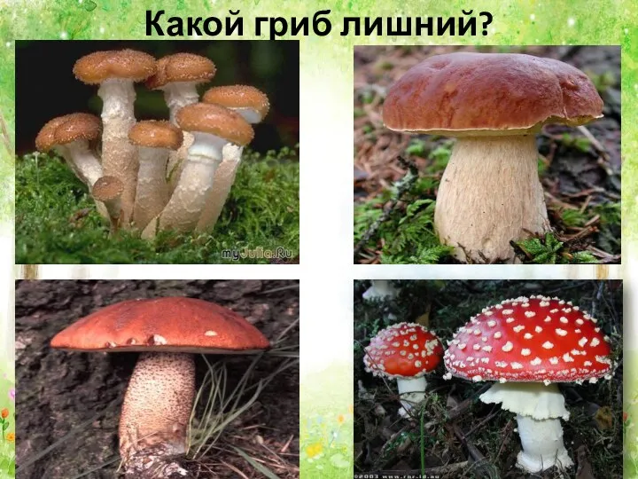 Какой гриб лишний?