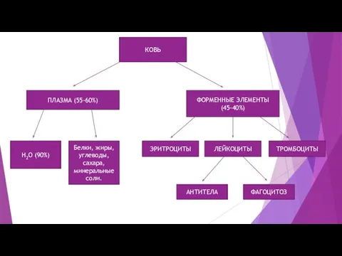 КОВЬ ПЛАЗМА (55-60%) ФОРМЕННЫЕ ЭЛЕМЕНТЫ (45-40%) H2O (90%) Белки, жиры, углеводы, сахара, минеральные