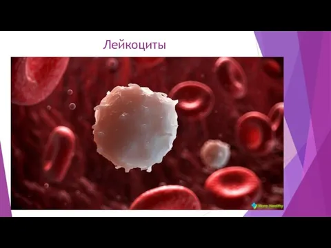 Лейкоциты