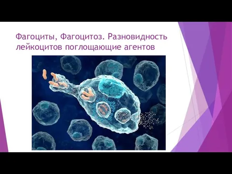 Фагоциты, Фагоцитоз. Разновидность лейкоцитов поглощающие агентов