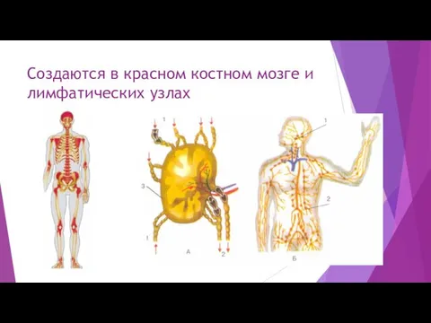 Создаются в красном костном мозге и лимфатических узлах