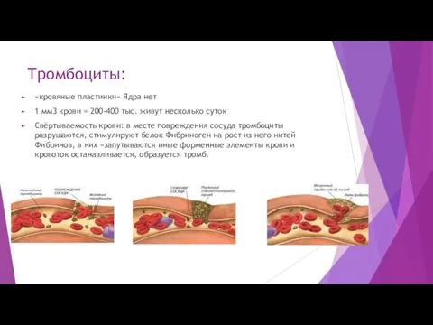 Тромбоциты: «кровяные пластинки» Ядра нет 1 мм3 крови = 200-400 тыс. живут несколько