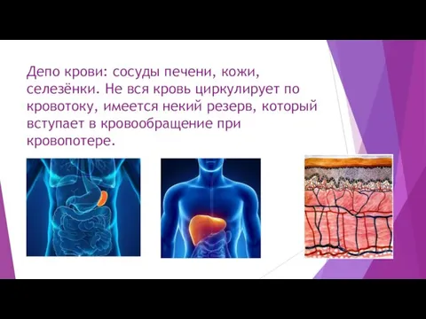 Депо крови: сосуды печени, кожи, селезёнки. Не вся кровь циркулирует