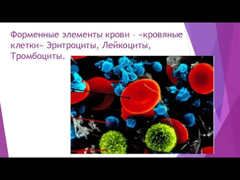 Форменные элементы крови – «кровяные клетки» Эритроциты, Лейкоциты, Тромбоциты.