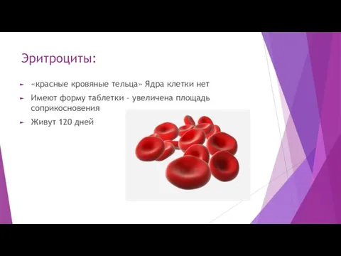 Эритроциты: «красные кровяные тельца» Ядра клетки нет Имеют форму таблетки – увеличена площадь