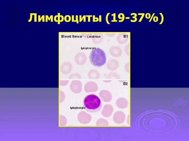 Лимфоциты (19-37%)