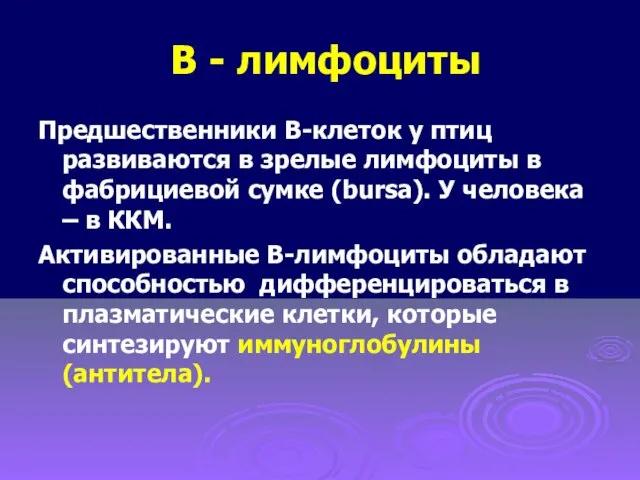 В - лимфоциты Предшественники В-клеток у птиц развиваются в зрелые