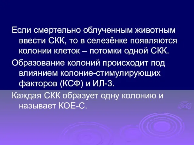 Если смертельно облученным животным ввести СКК, то в селезёнке появляются