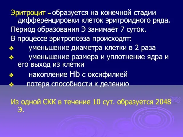 Эритроцит – образуется на конечной стадии дифференцировки клеток эритроидного ряда.