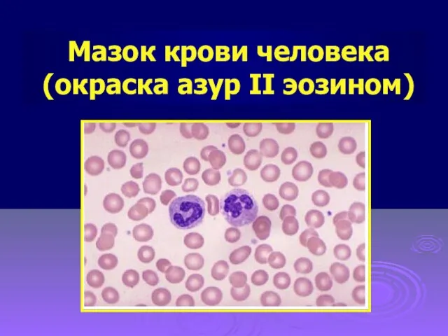 Мазок крови человека (окраска азур II эозином)