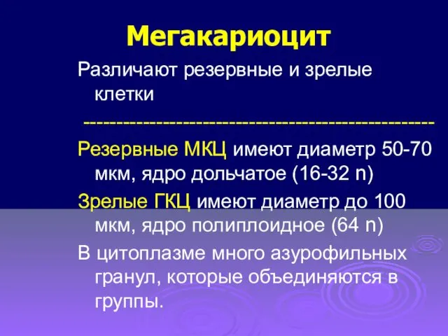 Мегакариоцит Различают резервные и зрелые клетки ----------------------------------------------------- Резервные МКЦ имеют