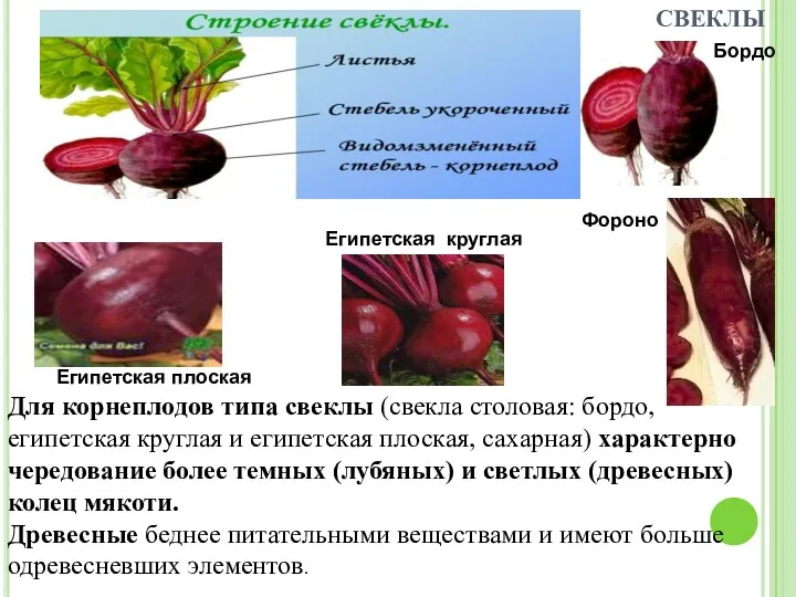 ТИПА СВЕКЛЫ Для корнеплодов типа свеклы (свекла столовая: бордо, египетская