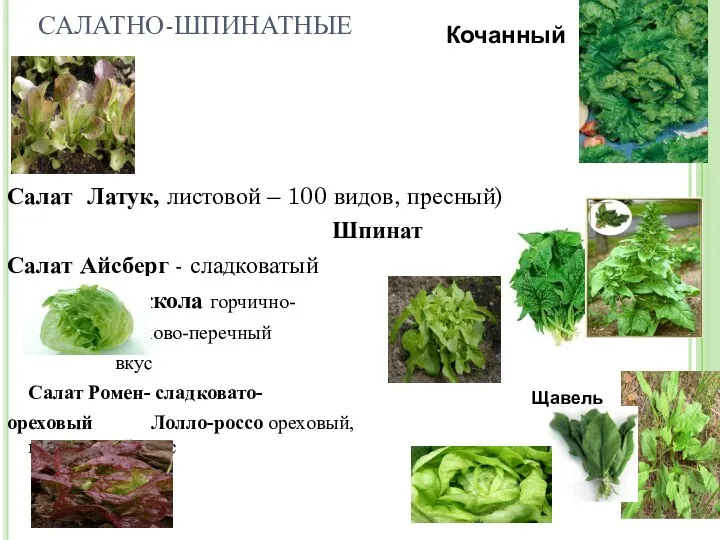 САЛАТНО-ШПИНАТНЫЕ Салат Латук, листовой – 100 видов, пресный) Шпинат Салат