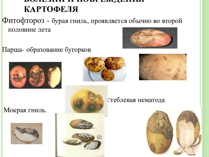 БОЛЕЗНИ И ПОВРЕЖДЕНИЯ КАРТОФЕЛЯ Фитофтороз - бурая гниль, проявляется обычно