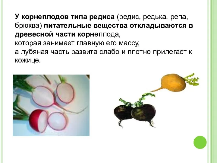 У корнеплодов типа редиса (редис, редька, репа, брюква) питательные вещества