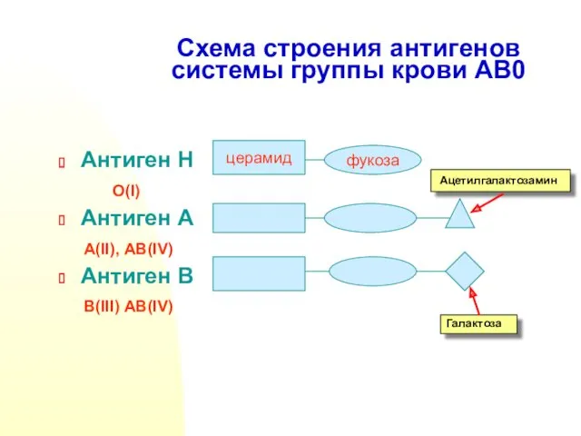 Схема строения антигенов системы группы крови АВ0 Антиген Н О(I) Антиген А А(II),
