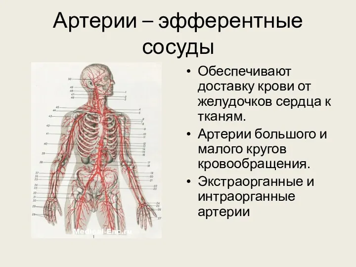 Артерии – эфферентные сосуды Обеспечивают доставку крови от желудочков сердца к тканям. Артерии