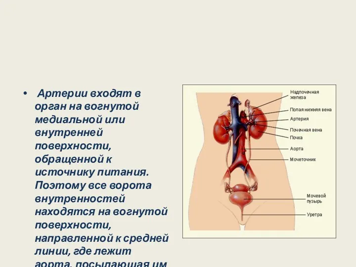 Артерии входят в орган на вогнутой медиальной или внутренней поверхности, обращенной к источнику